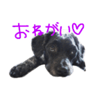 愛犬 弁慶 犬（個別スタンプ：4）