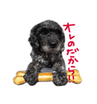 愛犬 弁慶 犬（個別スタンプ：10）