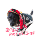 愛犬 弁慶 犬（個別スタンプ：22）