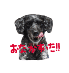 愛犬 弁慶 犬（個別スタンプ：26）