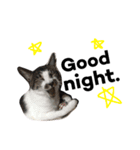tora mimi coco 猫ちゃん（個別スタンプ：3）