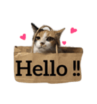 tora mimi coco 猫ちゃん（個別スタンプ：7）