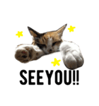 tora mimi coco 猫ちゃん（個別スタンプ：11）
