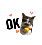 tora mimi coco 猫ちゃん（個別スタンプ：12）