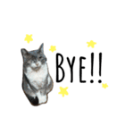 tora mimi coco 猫ちゃん（個別スタンプ：15）