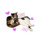 tora mimi coco 猫ちゃん（個別スタンプ：24）