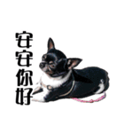 パイナップル犬（個別スタンプ：1）