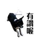 パイナップル犬（個別スタンプ：2）