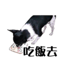 パイナップル犬（個別スタンプ：3）