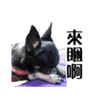 パイナップル犬（個別スタンプ：4）