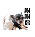 パイナップル犬（個別スタンプ：5）