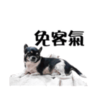 パイナップル犬（個別スタンプ：6）