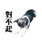 パイナップル犬（個別スタンプ：7）