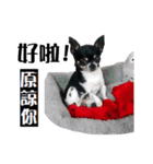 パイナップル犬（個別スタンプ：8）