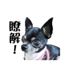 パイナップル犬（個別スタンプ：9）