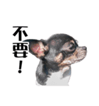 パイナップル犬（個別スタンプ：11）