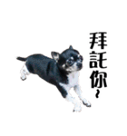 パイナップル犬（個別スタンプ：12）
