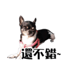 パイナップル犬（個別スタンプ：13）
