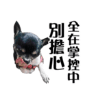 パイナップル犬（個別スタンプ：14）