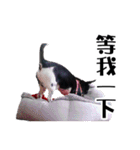 パイナップル犬（個別スタンプ：17）