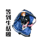 パイナップル犬（個別スタンプ：18）