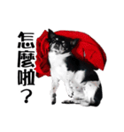 パイナップル犬（個別スタンプ：19）