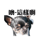 パイナップル犬（個別スタンプ：20）