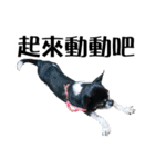パイナップル犬（個別スタンプ：21）