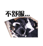 パイナップル犬（個別スタンプ：24）
