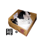 パイナップル犬（個別スタンプ：25）