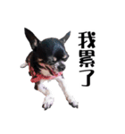 パイナップル犬（個別スタンプ：26）