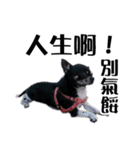 パイナップル犬（個別スタンプ：30）