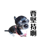 パイナップル犬（個別スタンプ：31）