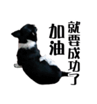 パイナップル犬（個別スタンプ：32）