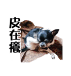 パイナップル犬（個別スタンプ：33）
