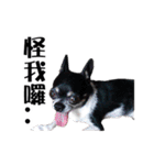 パイナップル犬（個別スタンプ：36）