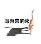 パイナップル犬（個別スタンプ：37）