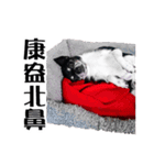 パイナップル犬（個別スタンプ：40）