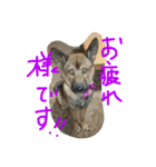 雑種犬  半兵衛（個別スタンプ：7）