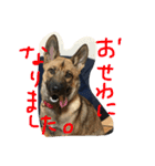 雑種犬  半兵衛（個別スタンプ：14）