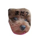 トイプードルスタンプp(^-^)q（個別スタンプ：2）