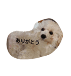 トイプードルスタンプp(^-^)q（個別スタンプ：7）