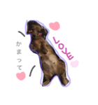 chyapy（個別スタンプ：4）