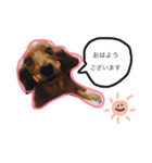 chyapy（個別スタンプ：5）
