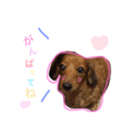 chyapy（個別スタンプ：8）