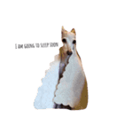 元気でハッピーな白イタグレ（個別スタンプ：6）