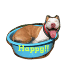 pitbull GDKENNEL（個別スタンプ：1）