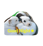 pitbull GDKENNEL（個別スタンプ：2）