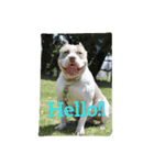 pitbull GDKENNEL（個別スタンプ：3）