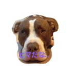 pitbull GDKENNEL（個別スタンプ：4）